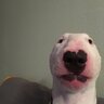 Derpderpderpdude
