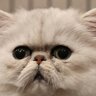 ElderCat7