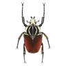 Goliatus