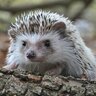 Hystricidae