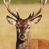 Illusivedeer