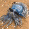 Imagephoto8