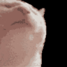 Jamonsta