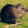Lachotagomosa