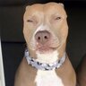 LightskinDog