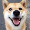 Shibe