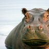 SouthernHippo