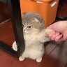 TheBellhop