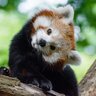 TheRedpanda