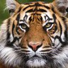 Tigerman