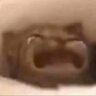 TokekNyan