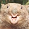 Wombat_Willy