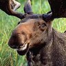 anonamoose123