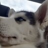 aznmuffin