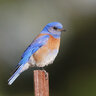 bluebird1291