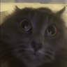 cptrted