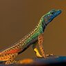 lizard98