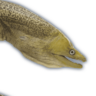 moray