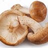 shitake