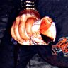 vemody